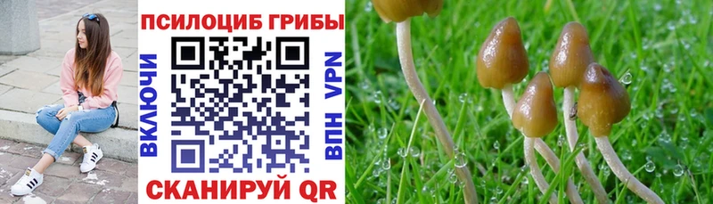как найти закладки  Пошехонье  Псилоцибиновые грибы Psilocybe 